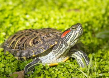 Comment savoir si une tortue d'eau est heureuse ?