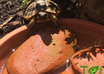 Comment savoir si une tortue d'eau est heureuse ?