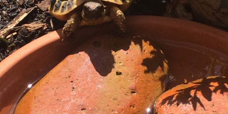 Comment savoir si une tortue d'eau est heureuse ?