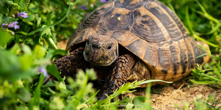 Comment savoir si une tortue est contente ou pas ?