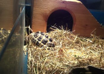 Comment savoir si une tortue est contente ou pas ?