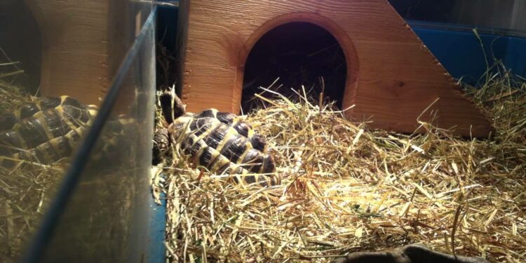 Comment savoir si une tortue est contente ou pas ?