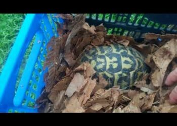 Comment savoir si une tortue est contente ou pas ?