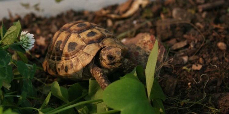 Comment savoir si une tortue est contente ou pas ?
