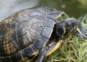 Comment savoir si une tortue est déshydratée ?