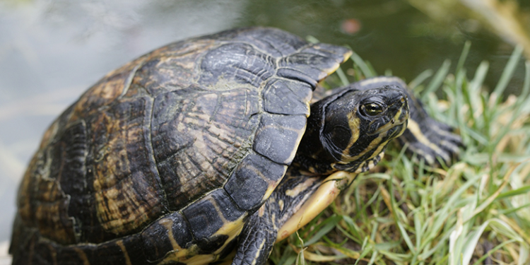 Comment savoir si une tortue est déshydratée ?