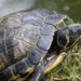 Comment savoir si une tortue est déshydratée ?