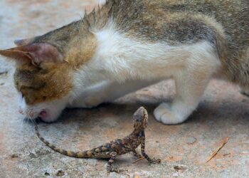 Comment savoir si votre chat est malade ?