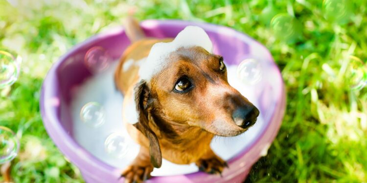 Comment savoir si votre chien est heureux ?