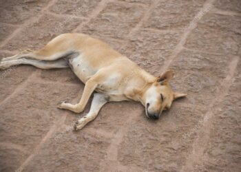 Comment savoir si votre chien est heureux ?