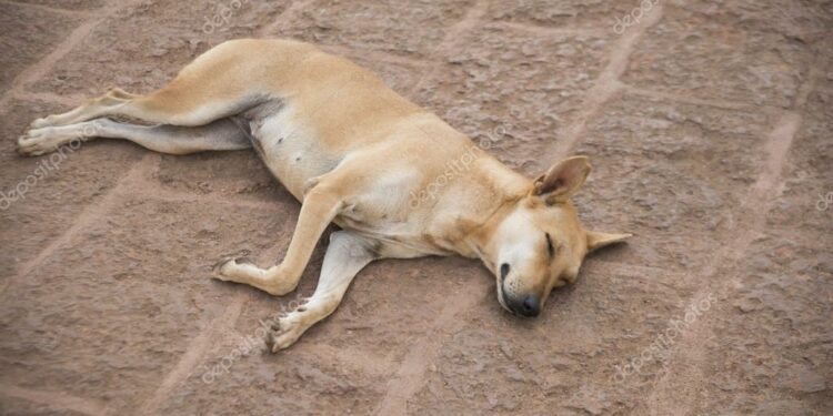 Comment savoir si votre chien est heureux ?