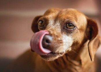 Comment savoir si votre chien est heureux ?