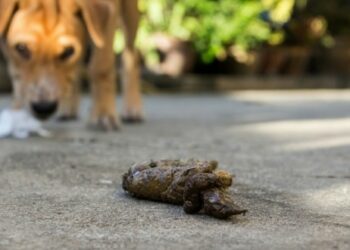 Comment savoir si votre chien est malade ?