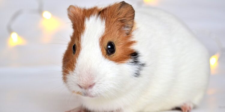 Comment savoir si votre cochon d'Inde vous aime ?