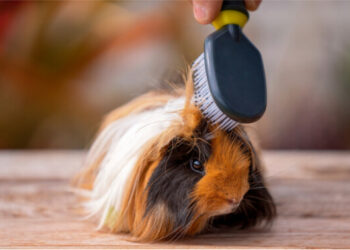 Comment savoir si votre cochon d'Inde vous aime ?