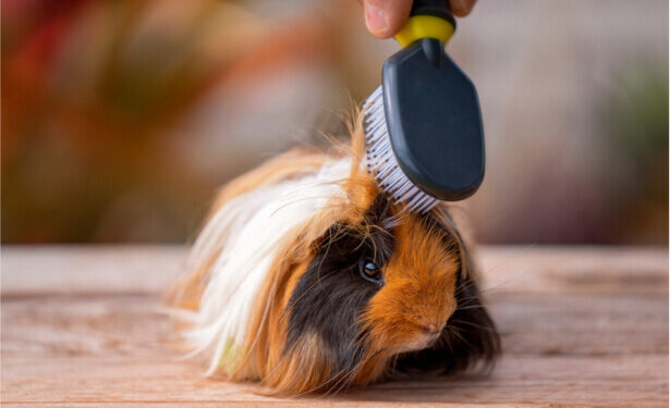 Comment savoir si votre cochon d'Inde vous aime ?