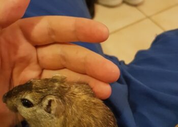 Comment savoir si votre gerbille est enceinte ?