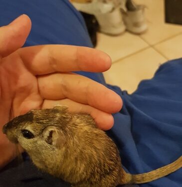 Comment savoir si votre gerbille est enceinte ?