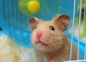 Comment savoir si votre hamster est heureux ?