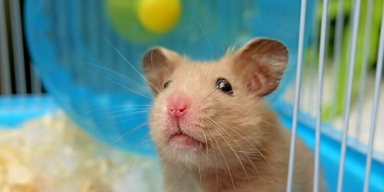 Comment savoir si votre hamster est heureux ?