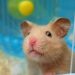 Comment savoir si votre hamster est heureux ?
