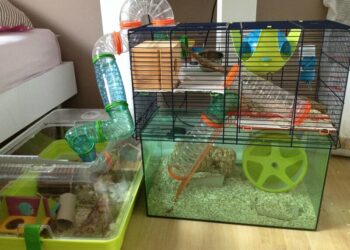 Comment savoir si votre hamster est heureux ?