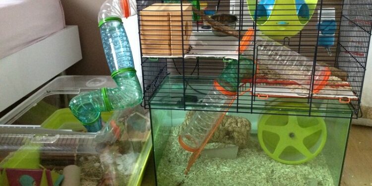 Comment savoir si votre hamster est heureux ?