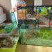 Comment savoir si votre hamster est heureux ?