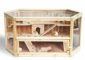 Comment savoir si votre hamster est heureux ?