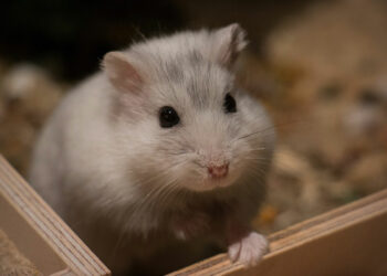 Comment savoir si votre hamster est heureux ?