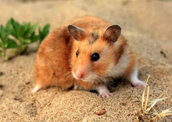 Comment savoir si votre hamster est heureux ?