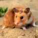 Comment savoir si votre hamster est heureux ?