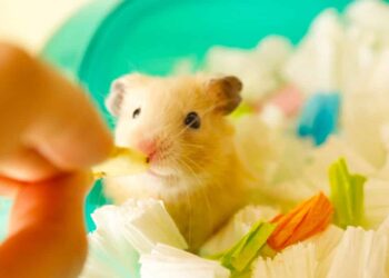 Comment savoir si votre hamster est heureux ?