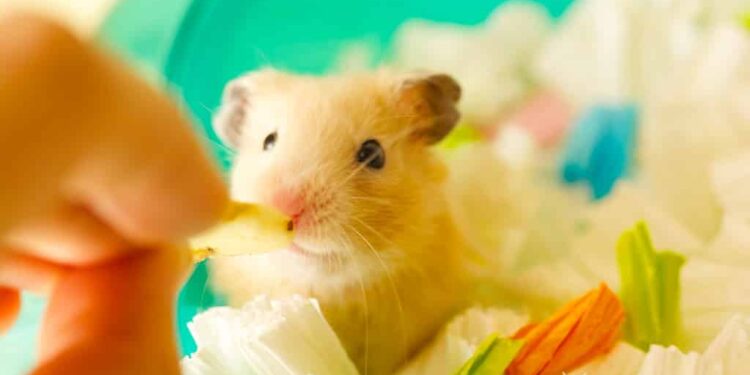 Comment savoir si votre hamster est heureux ?