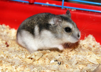Comment savoir si votre hamster est mort ?