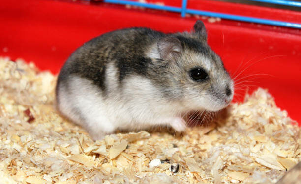 Comment savoir si votre hamster est mort ?