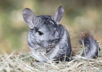 Comment savoir si votre hamster est triste ?
