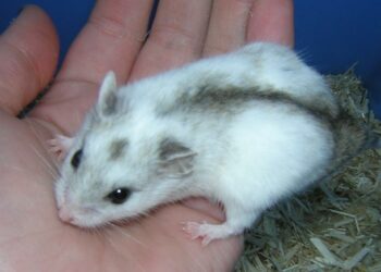 Comment savoir si votre hamster est une fille ou un garçon ?