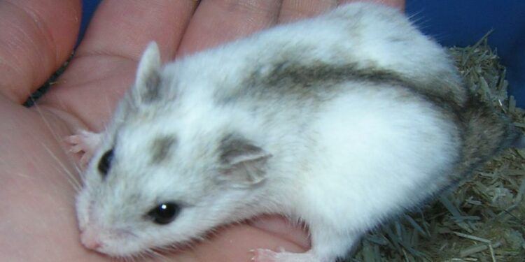 Comment savoir si votre hamster est une fille ou un garçon ?