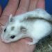 Comment savoir si votre hamster est une fille ou un garçon ?