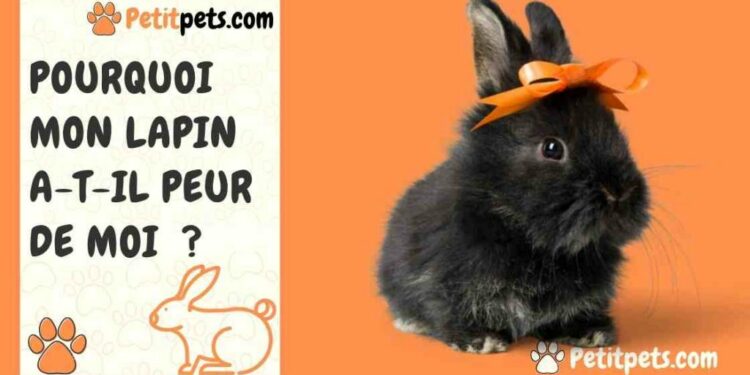 Comment savoir si votre lapin est malheureux ?