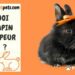 Comment savoir si votre lapin est malheureux ?