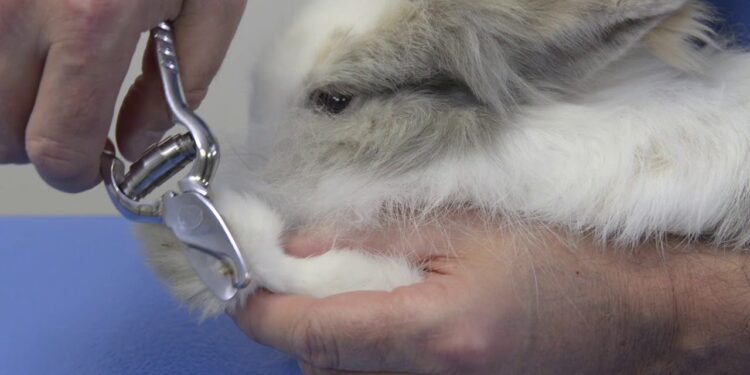 Comment savoir si votre lapin est triste ?