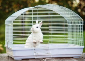 Comment savoir si votre lapin vous aime ?