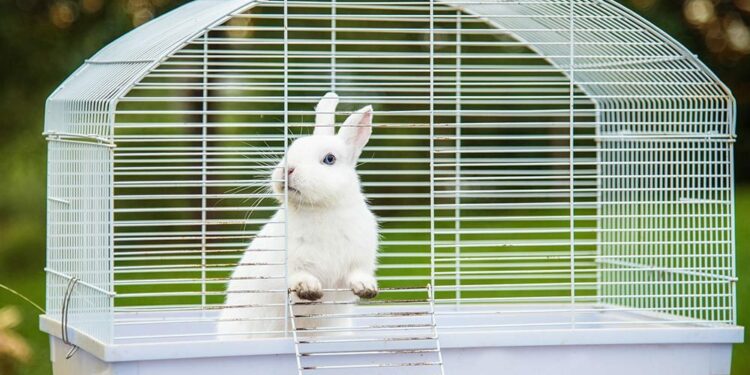 Comment savoir si votre lapin vous aime ?