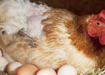 Comment se comporte une poule qui couve ?