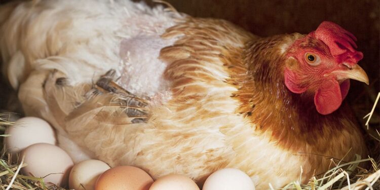 Comment se comporte une poule qui couve ?