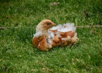 Comment se comporte une poule qui va mourir ?