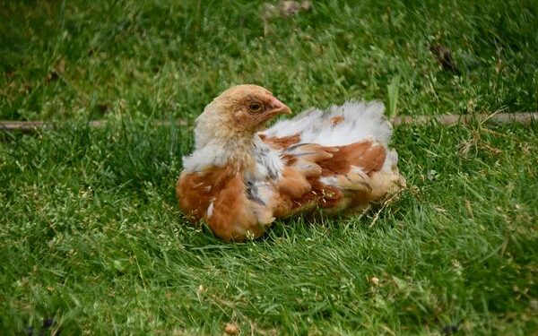 Comment se comporte une poule qui va mourir ?