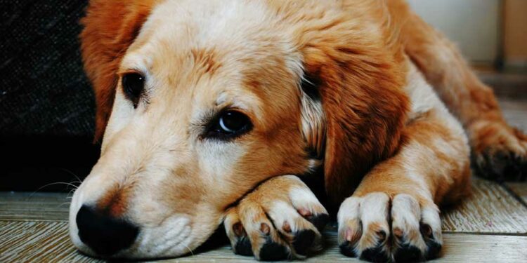 Comment se comporter avec un chiot de 2 mois ?